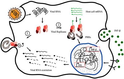 A Novel Mechanism Underlying the Innate Immune Response Induction upon Viral-Dependent Replication of Host Cell mRNA: A Mistake of +sRNA Viruses' Replicases